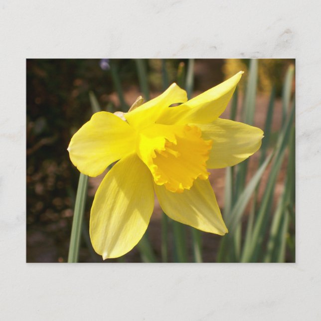 Yellow Daffodil Postcard (Front)