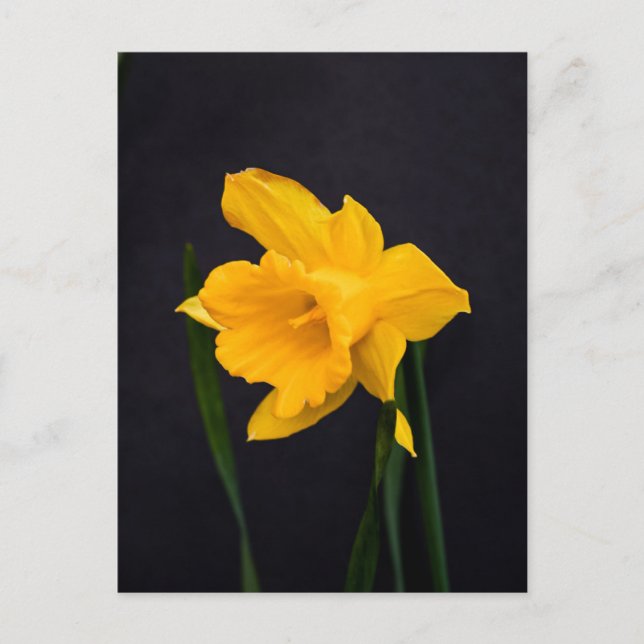 Yellow Daffodil Postcard (Front)