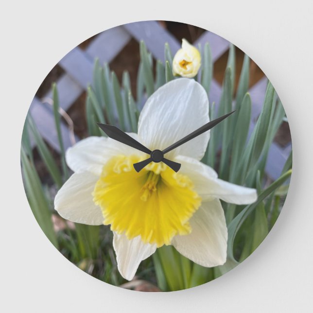 Yellow Daffodils #1 Large Clock (Front)