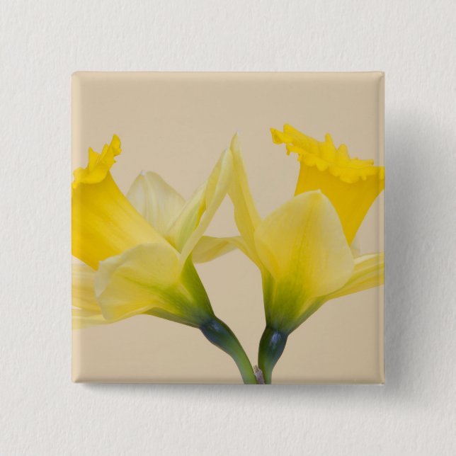 Yellow daffodils 2 inch square button (Front)