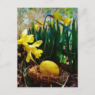 Yellow Daffodils and a Yellow Easter egg Holiday Postcard