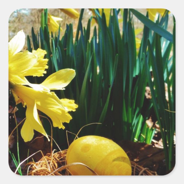 Yellow Daffodils and a Yellow Easter egg Square Sticker (Front)