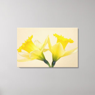 Yellow daffodils canvas print