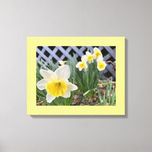 Yellow Daffodils  Canvas Print