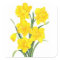Yellow Daffodils