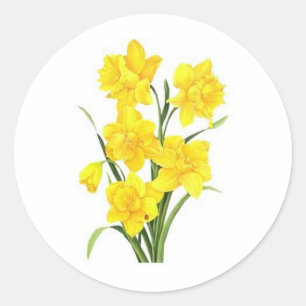 Yellow daffodils classic round sticker