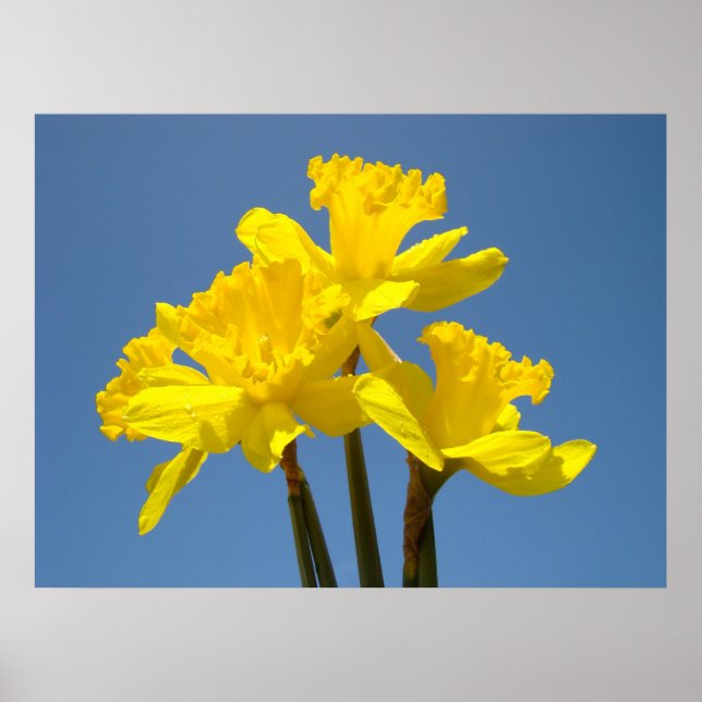 Yellow Daffodils Flower Spring Bouquet art prints (Front)