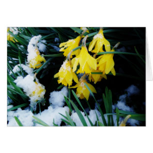 Yellow Daffodils flowers in the snow