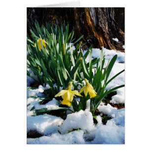 Yellow Daffodils flowers in the snow