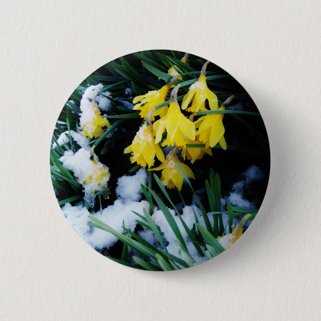 Yellow Daffodils flowers in the snow 2 Inch Round Button (Front)