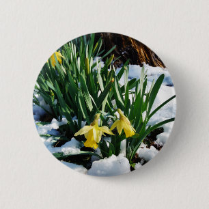 Yellow Daffodils flowers in the snow 2 Inch Round Button