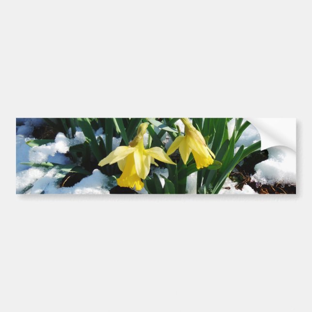 Yellow Daffodils flowers in the snow Bumper Sticker (Front)