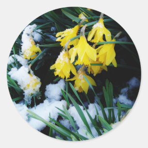 Yellow Daffodils flowers in the snow Classic Round Sticker