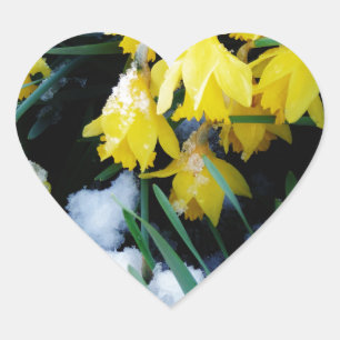 Yellow Daffodils flowers in the snow Heart Sticker
