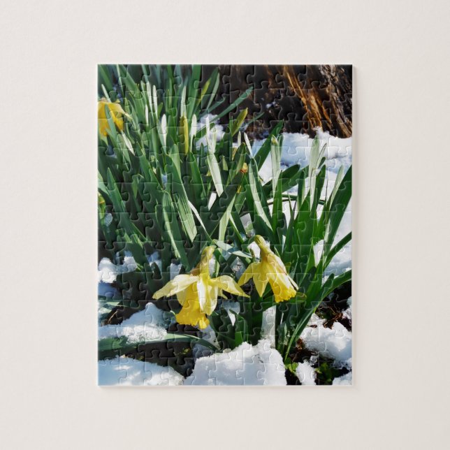 Yellow Daffodils flowers in the snow Jigsaw Puzzle (Vertical)