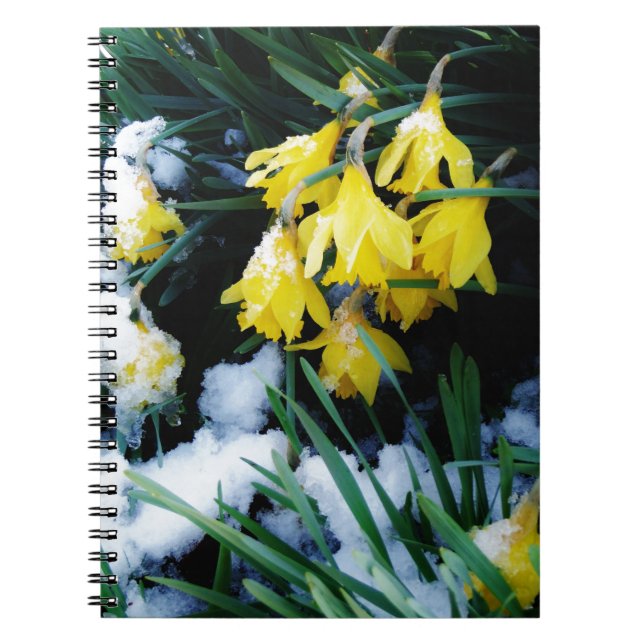 Yellow Daffodils flowers in the snow Notebook (Front)