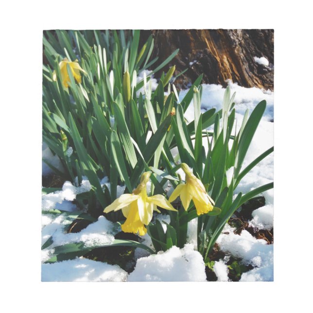 Yellow Daffodils flowers in the snow Notepad (Front)