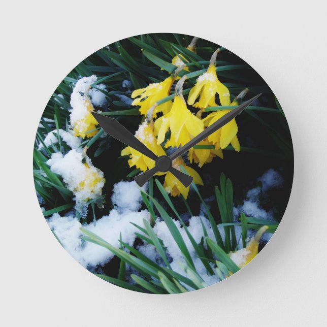 Yellow Daffodils flowers in the snow Round Clock (Front)
