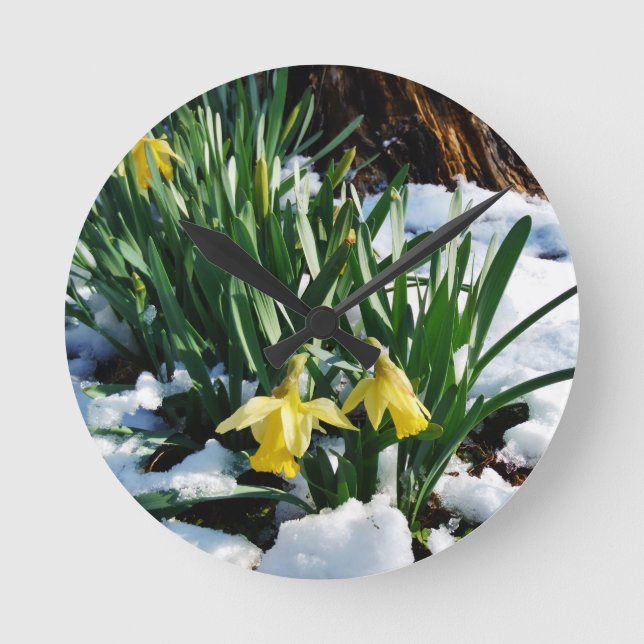 Yellow Daffodils flowers in the snow Round Clock (Front)