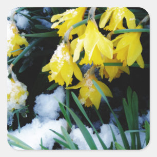 Yellow Daffodils flowers in the snow Square Sticker