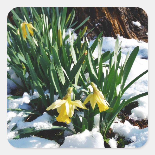 Yellow Daffodils flowers in the snow Square Sticker (Front)