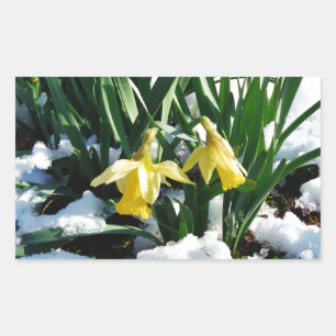 Yellow Daffodils flowers in the snow Sticker