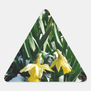 Yellow Daffodils flowers in the snow Triangle Sticker