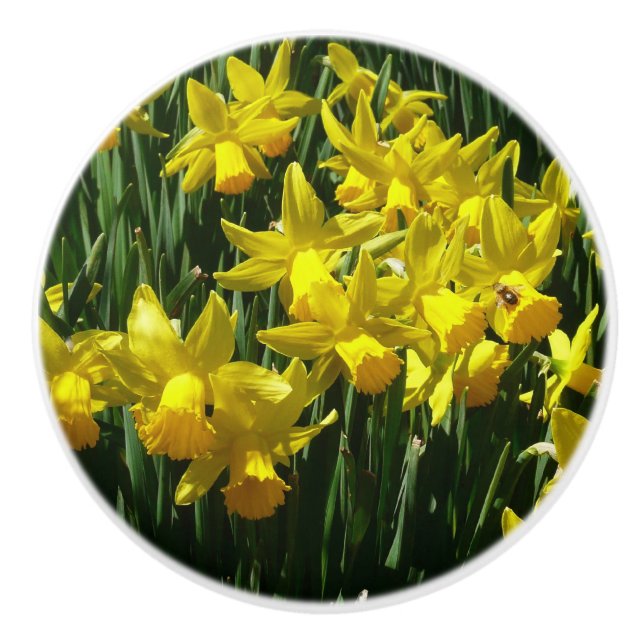Yellow Daffodils I Cheery Spring Flowers Ceramic Knob (Front)