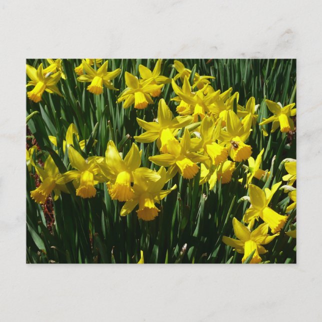 Yellow Daffodils I Cheery Spring Flowers Postcard (Front)