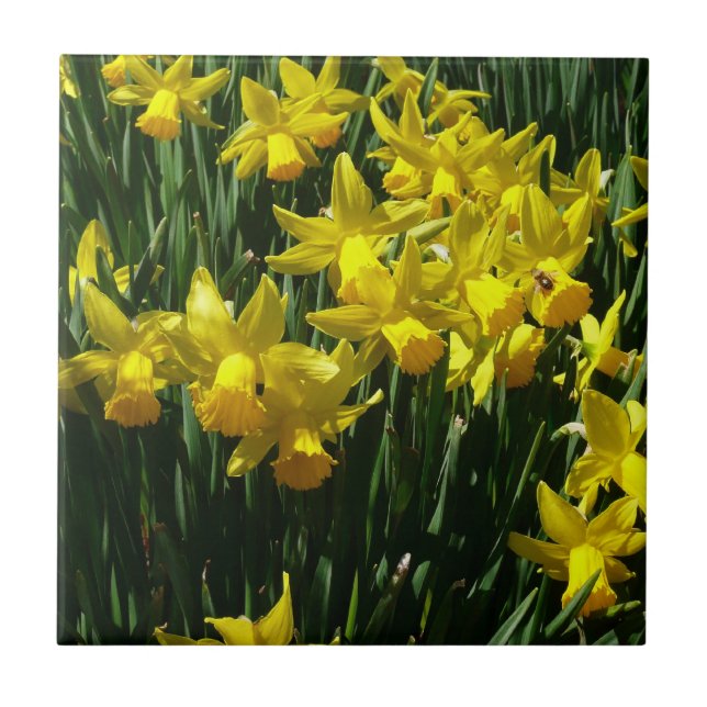 Yellow Daffodils I Cheery Spring Flowers Tile (Front)