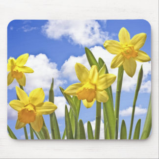 Yellow daffodils in spring in the Netherlands Mouse Pad