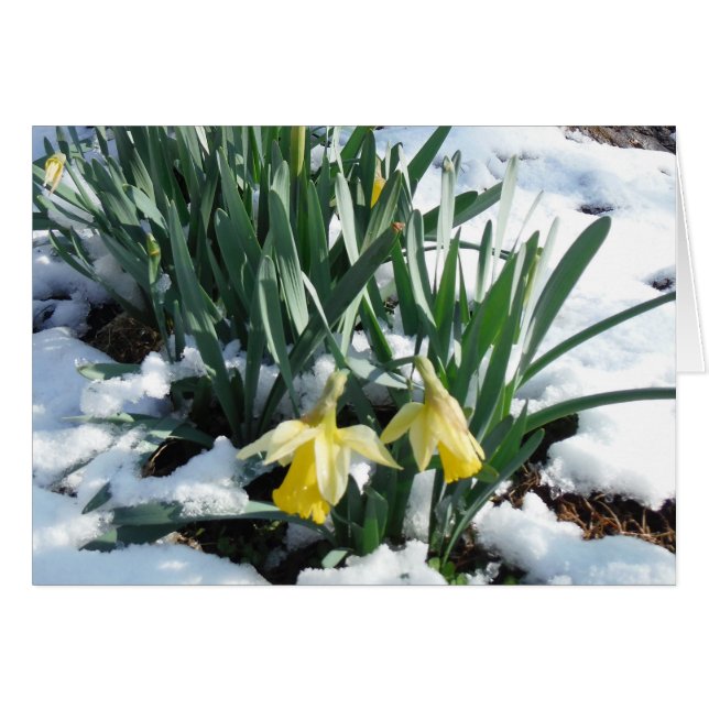 Yellow Daffodils in the snow (Front Horizontal)