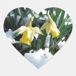 Yellow Daffodils in the snow Heart Sticker