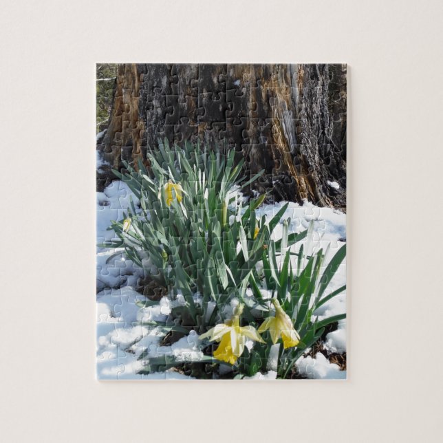 Yellow Daffodils in the snow Jigsaw Puzzle (Vertical)