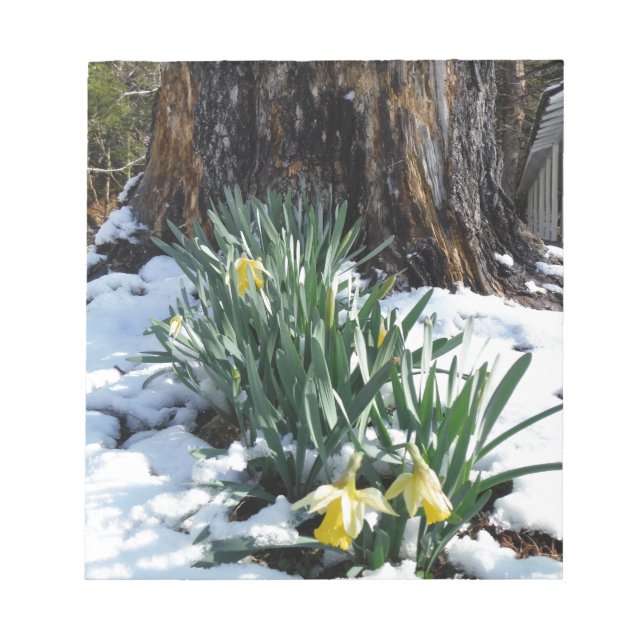 Yellow Daffodils in the snow Notepad (Front)