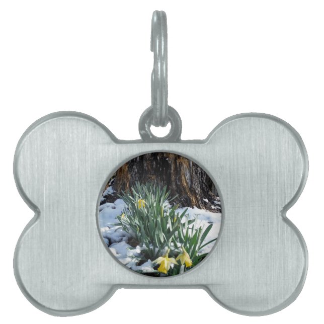 Yellow Daffodils in the snow Pet Tag (Front)