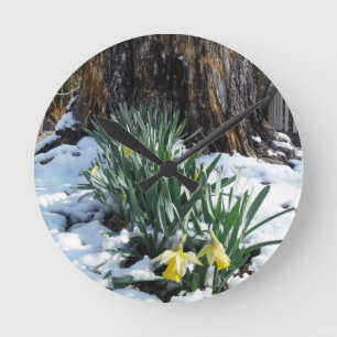 Yellow Daffodils in the snow Round Clock