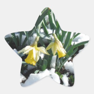 Yellow Daffodils in the snow Star Sticker