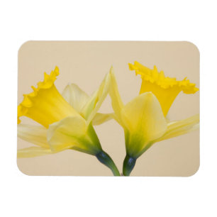Yellow daffodils magnet