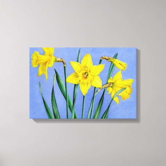 Yellow daffodils on blue canvas wrap print (Front)