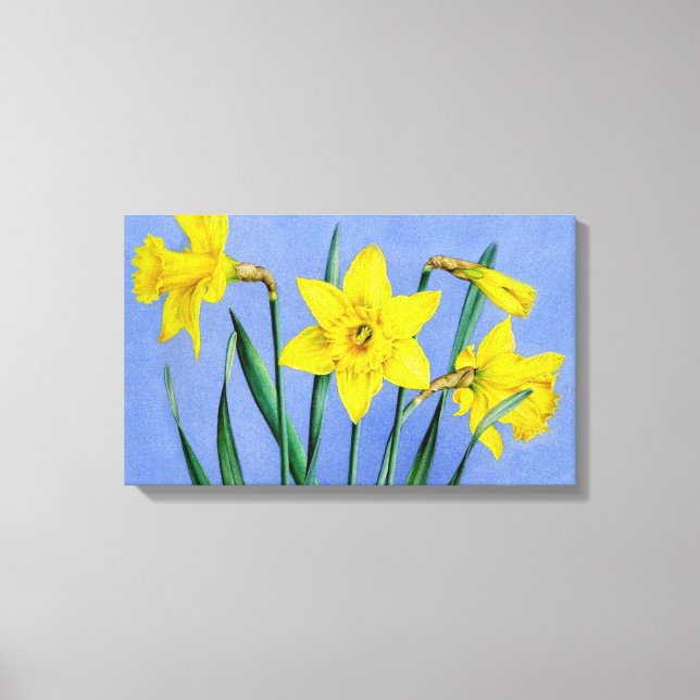 Yellow daffodils on blue canvas wrap print (Front)