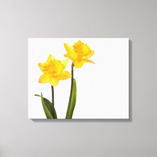 Yellow Daffodils on White - Daffodil Flower Blank Canvas Print