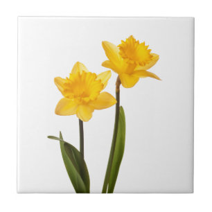 Yellow Daffodils on White - Daffodil Flower Blank Tile