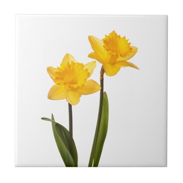 Yellow Daffodils on White - Daffodil Flower Blank Tile (Front)