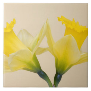 Yellow daffodils tile