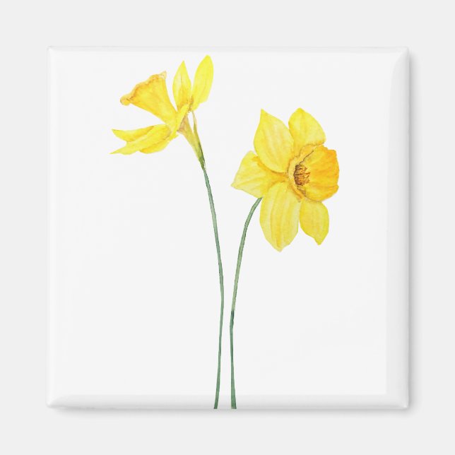 yellow daffodils watercolor painting magnet (Front)