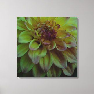 Yellow Dahlia Canvas Print