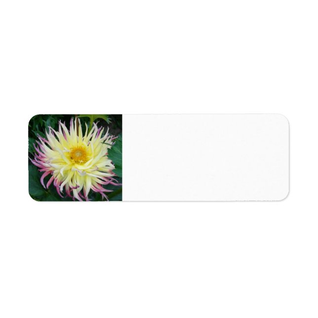 Yellow Dahlia Flower (Front)
