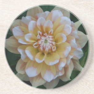 Yellow dahlia flower blossom coaster