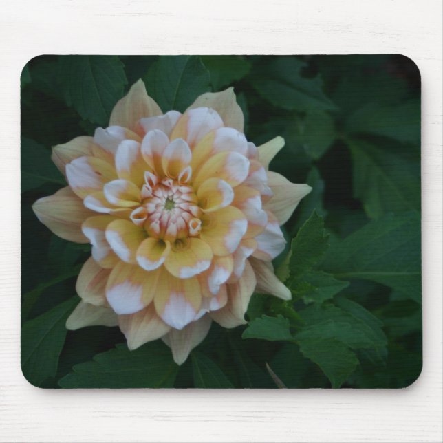 Yellow dahlia flower blossom mousepad gift idea (Front)